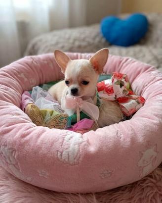 Chihuahua mini toy da borsetta una meraviglia