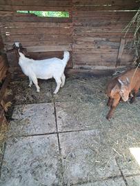 Maschi boero e kaalari red