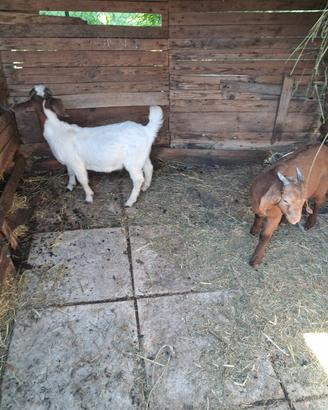 Maschi boero e kaalari red
