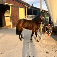 Castrone quarter di 5 anni