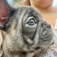 Cucciola di ouledogue francese blu