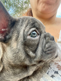 Cucciola di ouledogue francese blu