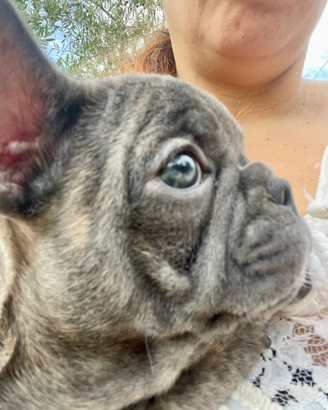 Cucciola di ouledogue francese blu