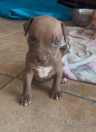 American Pitbull terrier