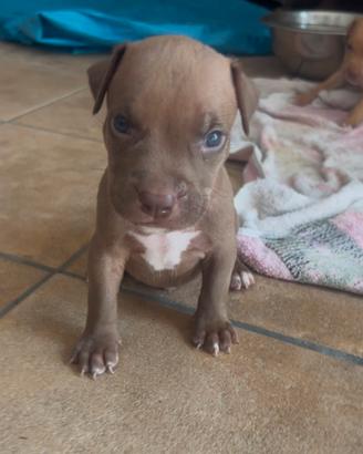 American Pitbull terrier