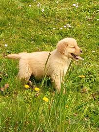 Golden retriever