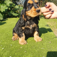 Cocker spaniel inglese pedigree PET TERAPY focato