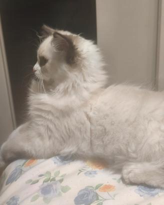 Gattino razza ragdoll
