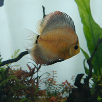 Discus