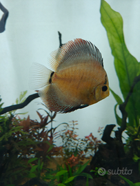 Discus