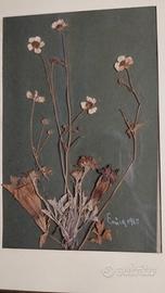 Quadro vintage fiori secchi pressati 1965