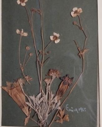 Quadro vintage fiori secchi pressati 1965