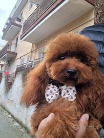 Barboncino toy - Accoppiamento