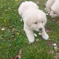 Cucciolo pastore abruzzese