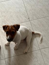 Cucciola Jack Russell
