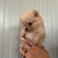 Spitz pomerania mini toy