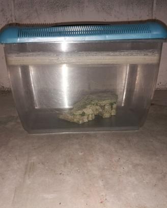 Vaschetta per pesci