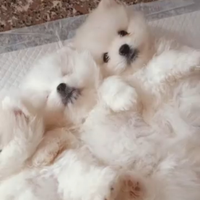 Volpino di Pomerania