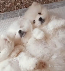 Volpino di Pomerania