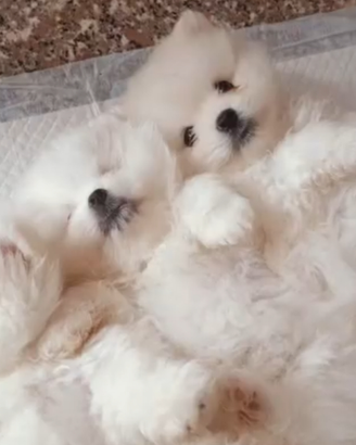 Volpino di Pomerania