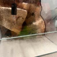 Terrario per rettili