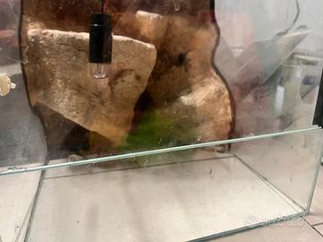 Terrario per rettili