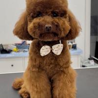 Barboncino maschio toy red disponibile per monta