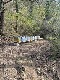 Famiglie api complete con arnie