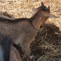 Disponibili caprette spagnole nane