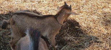 Disponibili caprette spagnole nane