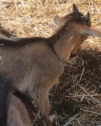 Disponibili caprette spagnole nane