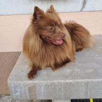 Spitz per accoppiamento