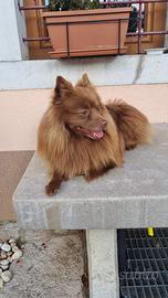 Spitz per accoppiamento