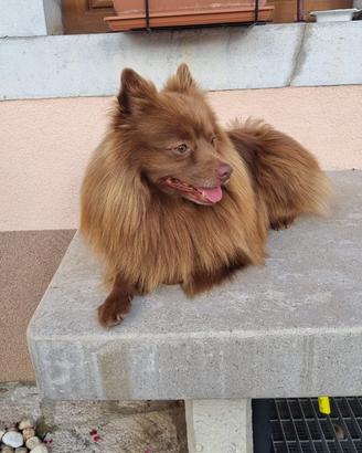 Spitz per accoppiamento