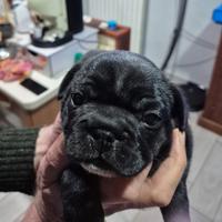 Bulldog Francese maschio