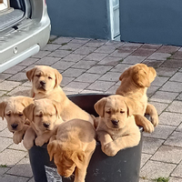 Cuccioli di labrador