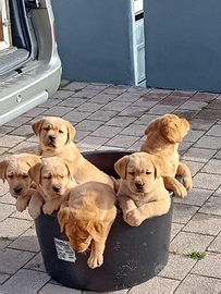 Cuccioli di labrador