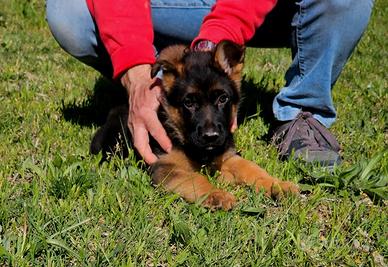 Cucciolo Maschio Pastore Tedesco (Pelo Corto)