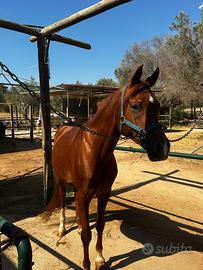 Pony