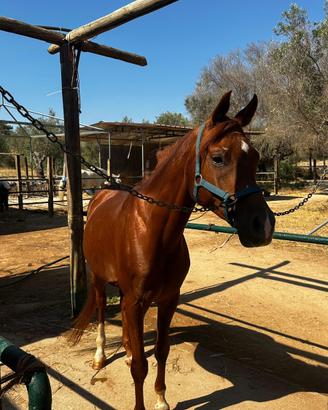 Pony