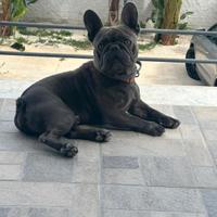 Bull dog francese blue