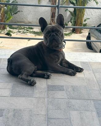 Bull dog francese blue