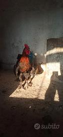 Gallo Marans
