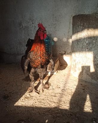 Gallo Marans