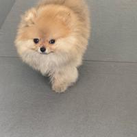 Spitz di Pomerania toy