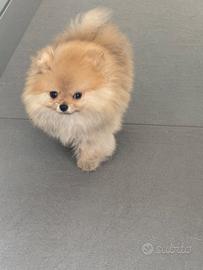 Spitz di Pomerania toy