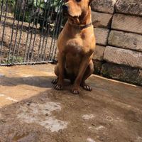 Cuccioli Pittbull