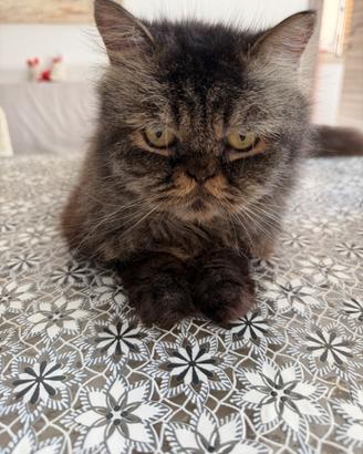 Gatto persiano femmina originale