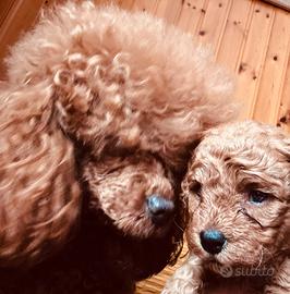 Cucciolo di Barboncino Toy