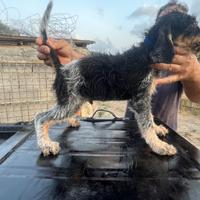 Si cedono i seguenti Cuccioli